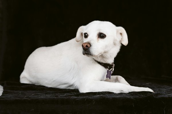 Accessoires et cadeaux pour chat : offrez-leur le meilleur !