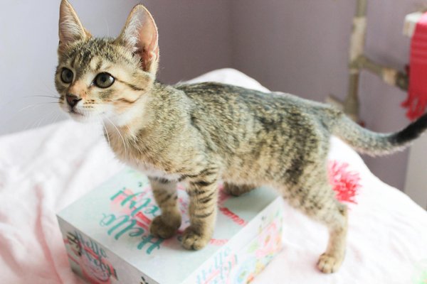 Des chaussures pour chien : l'astuce pour des pattes heureuses !