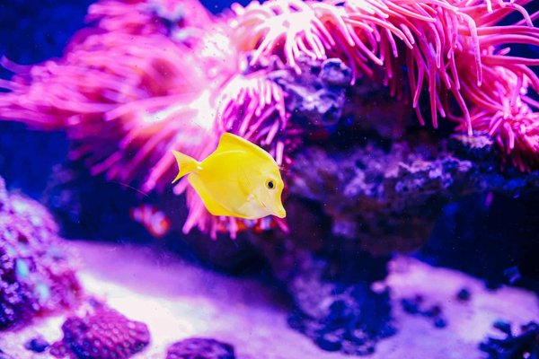 Quels sont les différents types d'éclairage pour aquarium ?