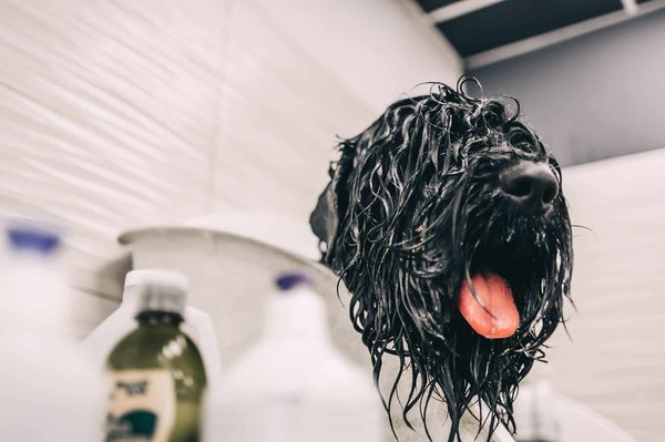 Quel shampoing pour chien convient le mieux à votre compagnon canin ?