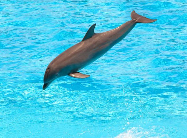 Dauphin Martinique : un animal qui attire beaucoup de curieux