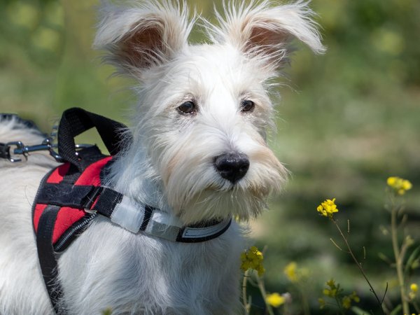 Quels sont les accessoires à prendre pour un chien de compagnie et comment les choisir ?