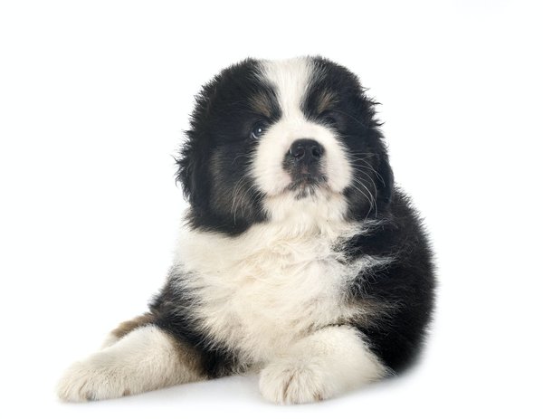 Que devriez-vous savoir concernant un berger américain miniature ?