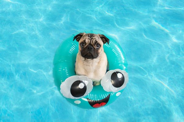 Piscine pour chien : avantages et conseils pour choisir le bon modèle