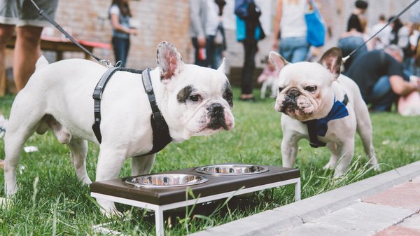 Croquettes pour bouledogue français : lesquelles choisir ?