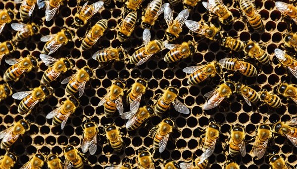 Acheter un essaim d'abeilles : les meilleures options en 2025