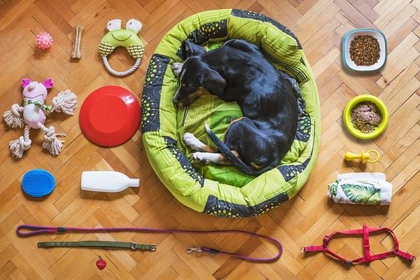 Les équipements pour partir en voyage avec son chien