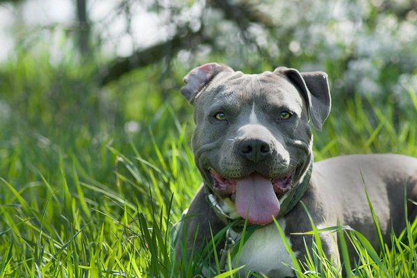 Que faut-il savoir sur le staffie Bleu ?